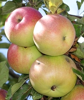 A photograph of four red and green colored McIntosh apples.