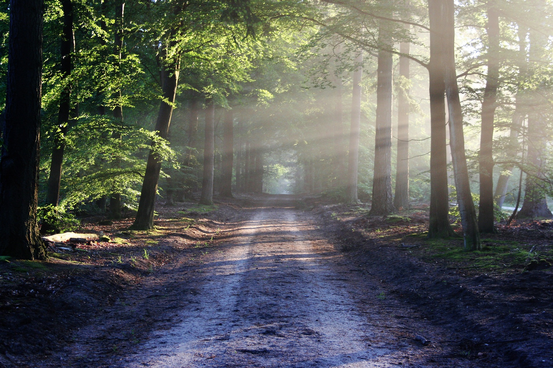 Silent wooded road.jpeg